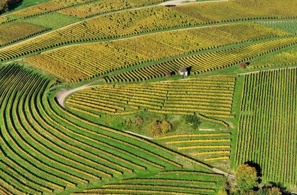 forecast_fruitorchards